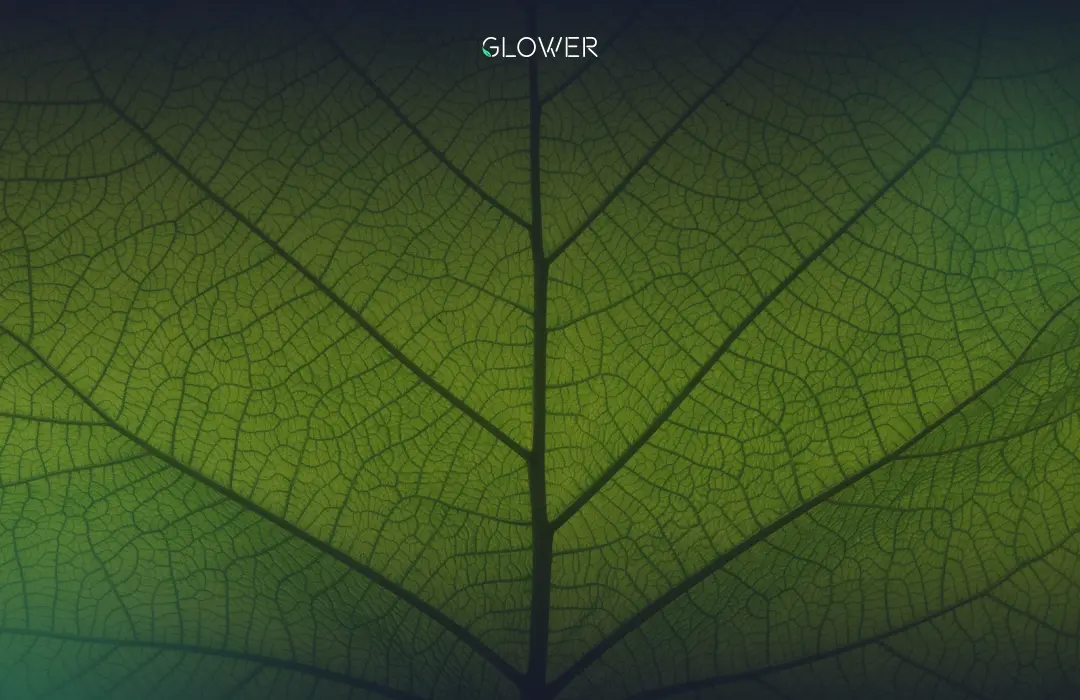 Graph showing CO2 reduction in Victoria August 2025 with solar energy. Green plant symbolising CO2 reduction and sustainability for August 2025