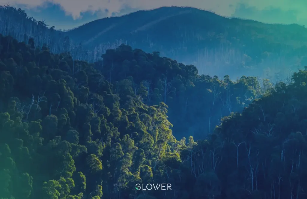 Glower customers saved 5,912 tonnes of CO2 in September through energy-efficient solutions like solar panels and heat pumps in Australia.